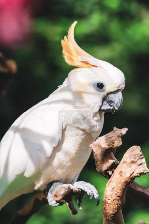 Photo for Citron-Crested Cockatoo Bird, Exotic Animal - Royalty Free Image