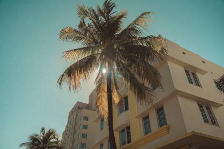 Téléchargez les photos : Palmiers devant un bâtiment hôtel Miami Beach reflet du soleil - en image libre de droit