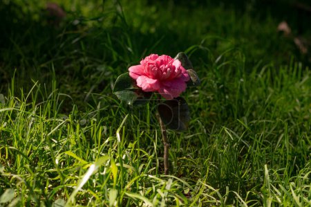 Foto de Rayos de sol en una flor solitaria - Imagen libre de derechos