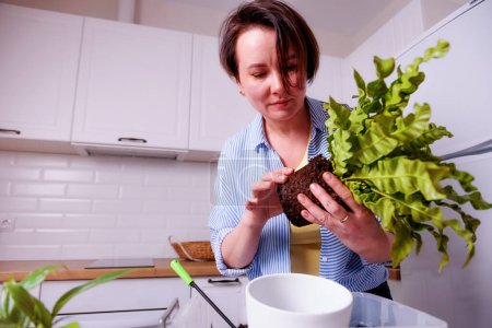 Téléchargez les photos : Femme transplantant des plantes à la maison - en image libre de droit