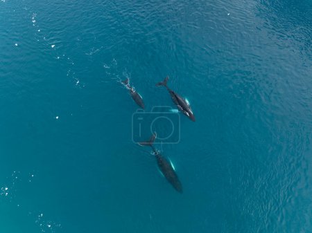 Photo for Humpback family whales near icebergs from aerial view - Royalty Free Image