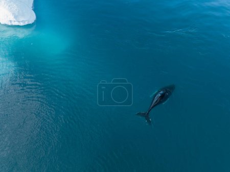 Photo for Humpback whales near icebergs from aerial view - Royalty Free Image