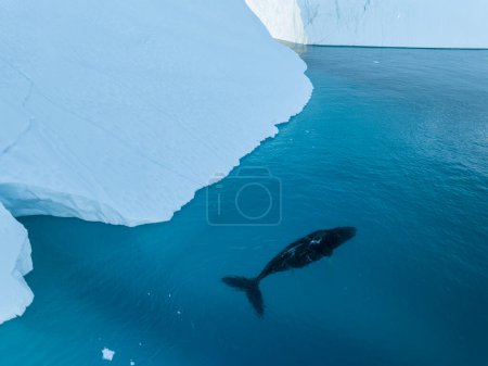 Foto de Ballenas jorobadas cerca de icebergs desde vista aérea - Imagen libre de derechos