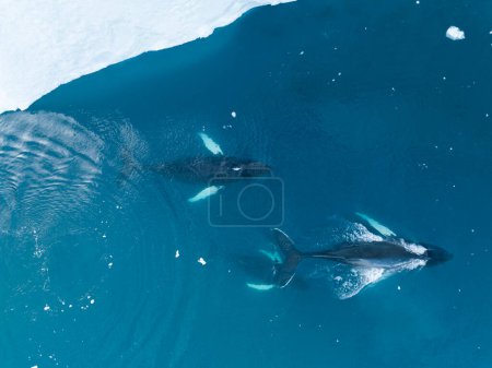 Téléchargez les photos : Rorquals à bosse près des icebergs depuis la vue aérienne - en image libre de droit