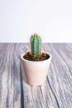 Téléchargez les photos : Cactus dans un vase isolé sur fond bois et blanc - en image libre de droit