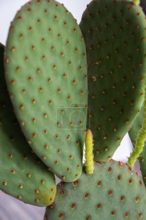 Téléchargez les photos : Détail de la plante en pot opuntia cactus. Plante succulente en pot sur la table. Amant de cactus - en image libre de droit