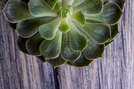 Téléchargez les photos : Détail de la plante de cactus en pot. Plante succulente en pot sur la table. Amant de cactus Vue supérieure - en image libre de droit