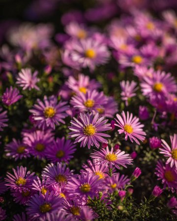 Téléchargez les photos : Macro d'un bouquet de fleurs au soleil - en image libre de droit