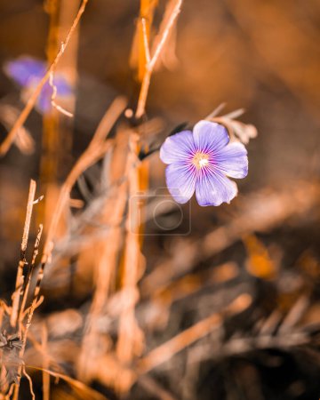 Foto de Macro fotografía de una flor al sol - Imagen libre de derechos