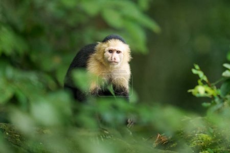 Téléchargez les photos : Singe capucin au visage blanc dans la forêt tropicale - en image libre de droit