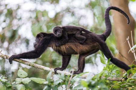 Foto de Mono aullador manto con un bebé montando en su espalda - Imagen libre de derechos