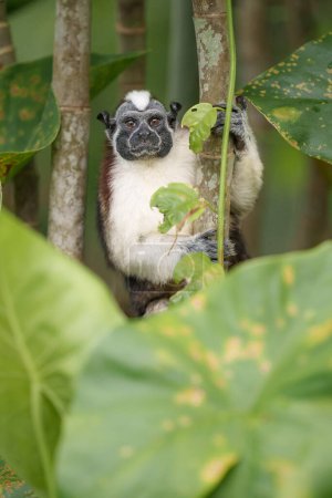 Téléchargez les photos : Adorable singe Tamarin de Geoffroy au Panama - en image libre de droit