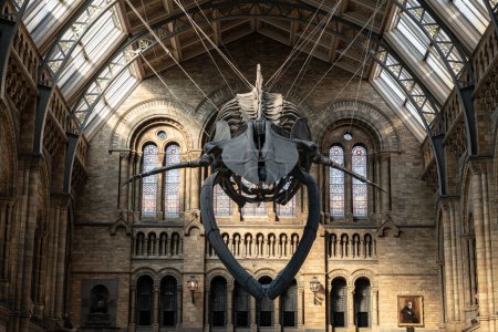 Foto de Escuadrón de dinosaurios en el Museo de Historia Natural de Londres - Imagen libre de derechos