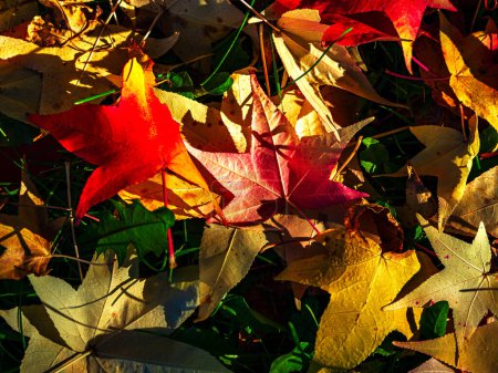 Foto de Hojas de arce multicolores, rojas, amarillas, en el césped. Soleado otoño - Imagen libre de derechos