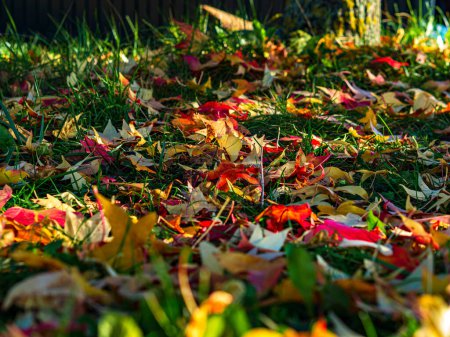 Foto de Hojas de arce multicolores, rojas, amarillas, en el césped. Soleado otoño - Imagen libre de derechos