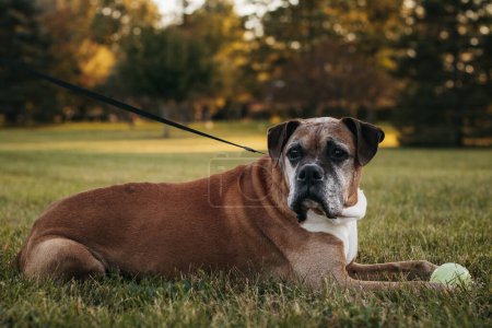 Photo for Single brown boxer with tennis ball - Royalty Free Image