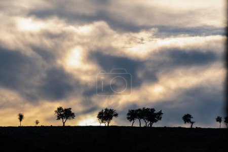 Téléchargez les photos : Texas Paysage avec arbres au coucher du soleil - en image libre de droit