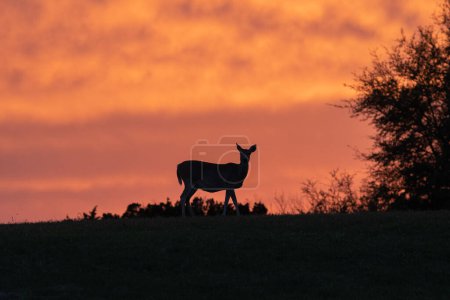 Téléchargez les photos : Cerf au Texas au coucher du soleil - en image libre de droit