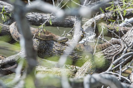 Téléchargez les photos : Serpent sur l'arbre en Texas - en image libre de droit