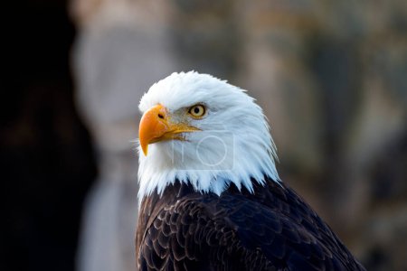 bald eagle, closeup with defocused background