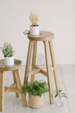 Téléchargez les photos : Maison minimale avec tabourets en bois entourés de plantes de maison - en image libre de droit