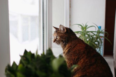 Foto de Gato marrón sentado cerca de la ventana - Imagen libre de derechos