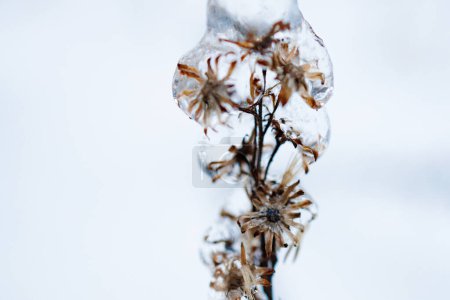 Téléchargez les photos : Gros plan de fleurs recouvrant la glace - en image libre de droit
