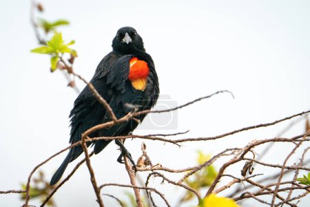 Foto de Un Blackbird alado rojo macho encaramado - Imagen libre de derechos