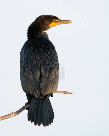 Photo for A Double-crested Cormorant Perched Over Water - Royalty Free Image