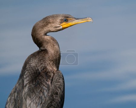 Téléchargez les photos : Un cormoran à double creux perché près de l'eau - en image libre de droit