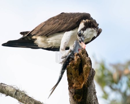 Foto de Una Osprey comiendo un pescado - Imagen libre de derechos