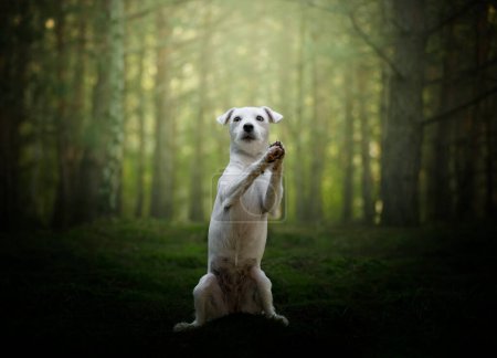 Photo for Female Jack Russel practicing the command "begging" - Royalty Free Image