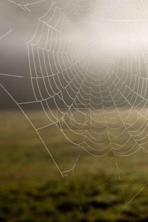 Téléchargez les photos : Toile d'araignée avec des gouttes d'eau contre la lumière du soleil - en image libre de droit