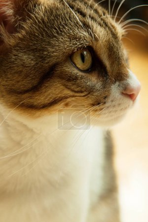 Foto de Primer plano de lindo gato joven - Imagen libre de derechos