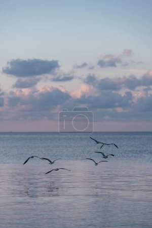 Photo for Seagulls flying over the sea miami beautiful - Royalty Free Image