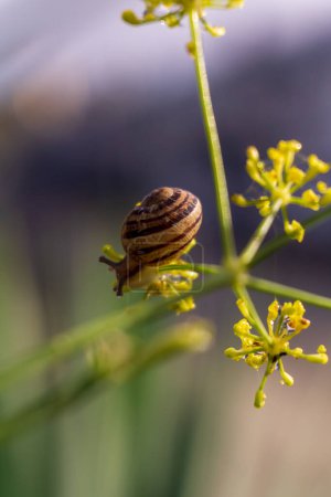Téléchargez les photos : Un minuscule escargot se trouve à proximité dans une herbe avec un fond flou - en image libre de droit