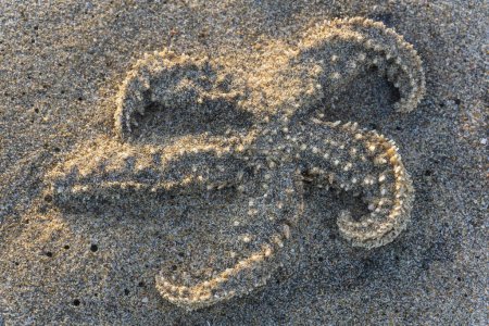 Photo for Starfish thrown to the beach after a storm close up - Royalty Free Image