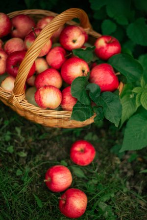 Photo for Apples in a basket autumn harvest - Royalty Free Image