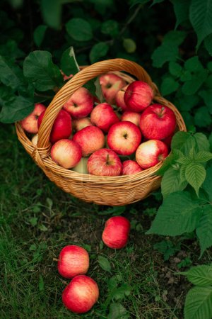 Téléchargez les photos : Pommes dans un panier récolte d'automne - en image libre de droit