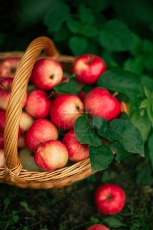 Foto de Las manzanas en la cesta la cosecha otoñal - Imagen libre de derechos