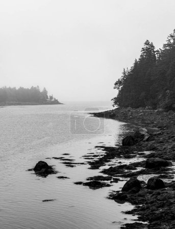 Foto de Imagen en blanco y negro del costo rocoso de Maine en la niebla gruesa - Imagen libre de derechos