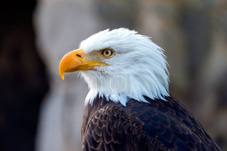 Photo for Bald eagle side view - Royalty Free Image