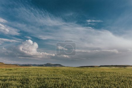Photo for Green farm land with blue sky and whispy clouds in Idaho - Royalty Free Image