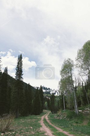 Foto de Camino de tierra que conduce a través de un bosque verde en el verano en Park - Imagen libre de derechos