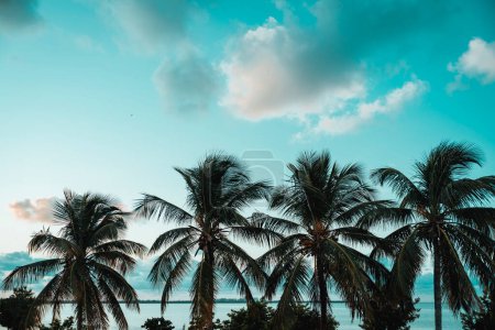 Téléchargez les photos : Palmiers clé tropicale Biscayne Floride - en image libre de droit