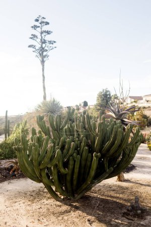 Téléchargez les photos : Cactus dans Desert Garden au coucher du soleil à San Diego - en image libre de droit