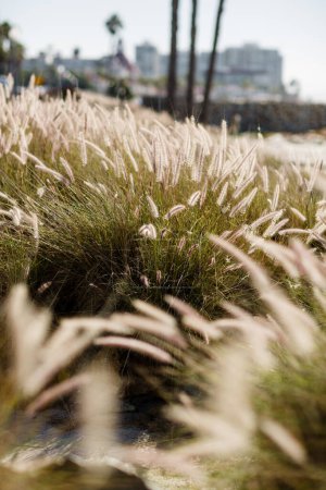 Foto de Planta de hierba en la playa de Coronado - Imagen libre de derechos