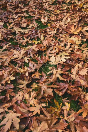 Photo for Autumn Leaves (filling whole frame) - Royalty Free Image