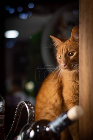 Foto de Un hermoso gatito muy curioso. - Imagen libre de derechos