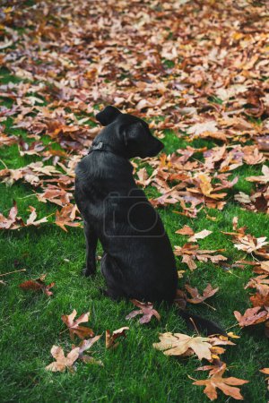 Foto de Perro negro entre hojas de otoño - Imagen libre de derechos